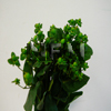 green hypericum berries flower